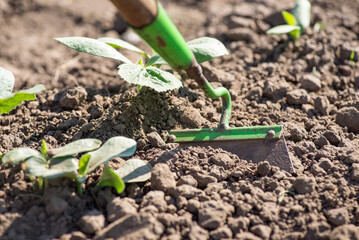 Weeding pumpkin plants with hoe on the garden. Growing pumpkins at home