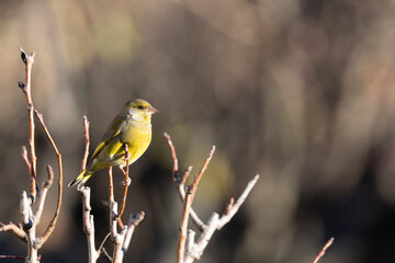 The European greenfinch or simply the greenfinch (Chloris chloris).