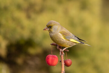 The European greenfinch or simply the greenfinch (Chloris chloris).