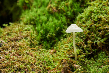 Kleiner, weißer Pilz 