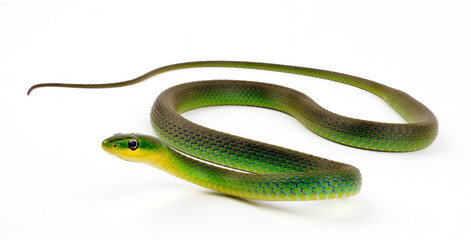 Fototapeta premium Raue Grasnatter // Rough Greensnake (Opheodrys aestivus)