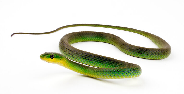Raue Grasnatter // Rough Greensnake  (Opheodrys aestivus)