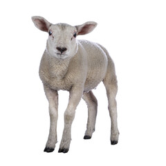 Cute little Texel lamb, standing facing front. Looking curious towards camera. Isolated cutout on...