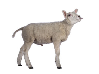 Cute little Texel lamb, standing side ways. Looking ahead  sticking out tongue. Isolated cutout on transparent background. © Nynke