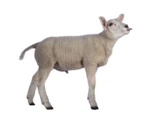 Cute little Texel lamb, standing side ways. Looking ahead  sticking out tongue. Isolated cutout on transparent background.