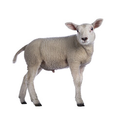 Cute little Texel lamb, standing side ways. Head turned looking towards camera. Isolated cutout on transparent background.