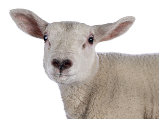Head shot of cute little Texel lamb, standing side ways. Looking curious towards camera. Isolated cutout on transparent background. Adorable heart shaped nose. © Nynke