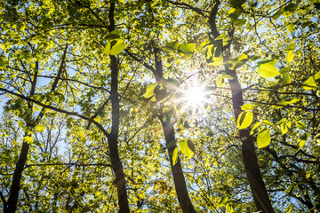 Fototapeta premium The Sun is shining through the trees
