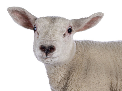 Head shot of cute little Texel lamb, standing side ways. Looking curious towards camera. Isolated cutout on transparent background. Adorable heart shaped nose.