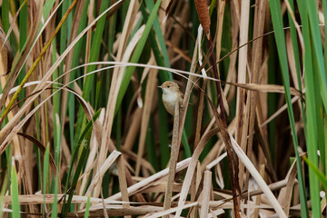 Cute litte bird. Green nature habitat background. Bird: Moustached Warbler. Acrocephalus melanopogon.