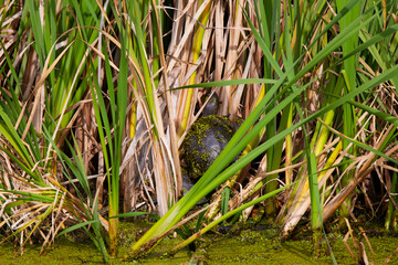 a turtle among the reeds in the water