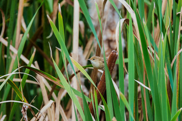 Cute litte bird. Green nature habitat background. Bird: Moustached Warbler. Acrocephalus melanopogon.