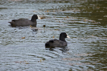Eurasian coot (Fulica Atra) on water, swimming