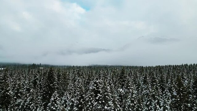 Retrograde Aerial View of Snowy Forest and Cloud-Covered Mountain Scenery in British Columbia, Canada: Backward Flight Over Winter Wonderland from Drone's Perspective