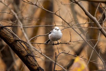Long tail tit perched on a branch outdoor