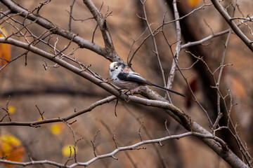 Long tail tit perched on a branch outdoor