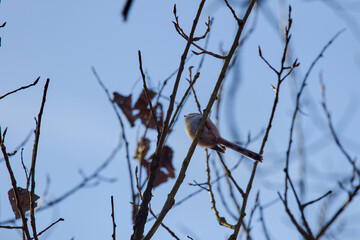 Long tail tit perched on a branch outdoor
