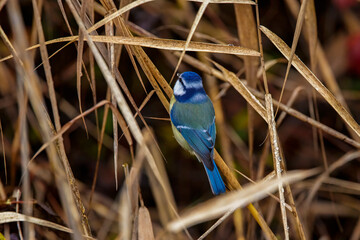 Great tit bird (Parus major) in the forest