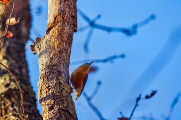 European nuthatch (Sitta europaea) perched on a tree
