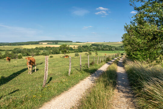 Landschaft bei Fénétrange, Moselle im Sommer mit Feldweg und Kühen auf Weide