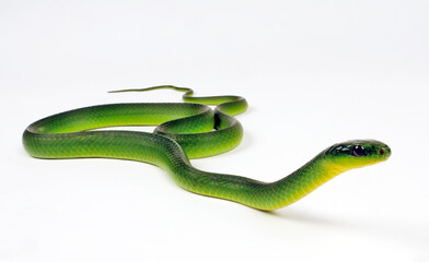 Rough Greensnake // Raue Grasnatter (Opheodrys aestivus)