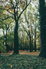 Detailed view of beautiful green big trees in park with superb autumn colors and vegetation nature