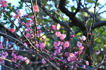 東京上野の上野東照宮で咲く梅の花