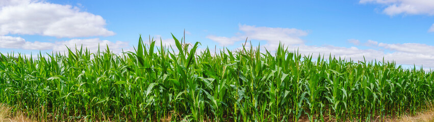 Corn field panorama scenery in the summer
