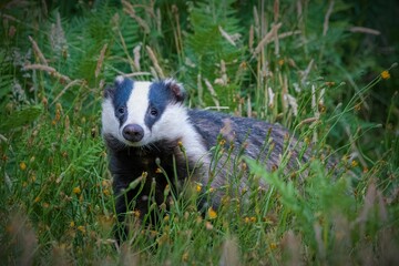 Badger in a field