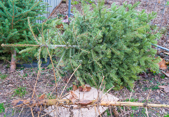 Discarded Christmas Tree, Old Fir Collect, Xmas Garbage, Recycled Christmas Waste, Discarded Christmas Tree