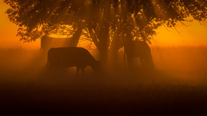 SUNRISE - A herd of cows stands in the pasture under the trees