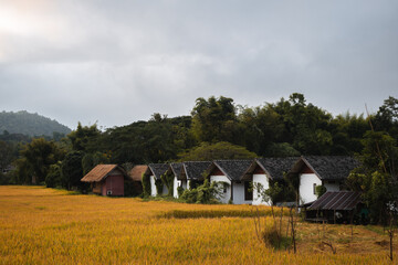 White houses next to a yellow rice field in Pai, Northern Thailand