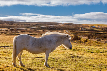 Typical breed of Icelandic horses on pasture