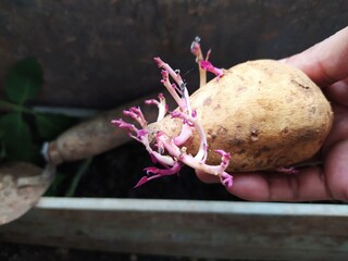 sweet potato in hand