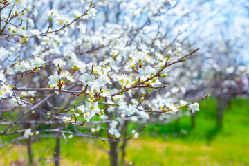 Flowering fruit trees in the garden on a spring day, selective focus