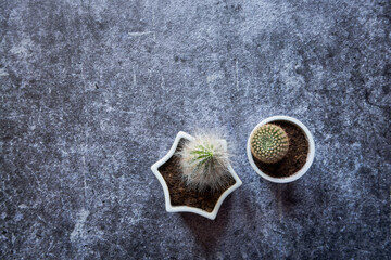 kaktusy, sukulenty 