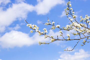 A cherry blossom branch on a sunny spring day against a blue sky