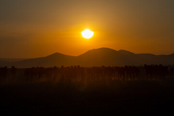 Sun rays leaking from dust of wild horses. Near Hormetci Village, between Cappadocia and Kayseri,...