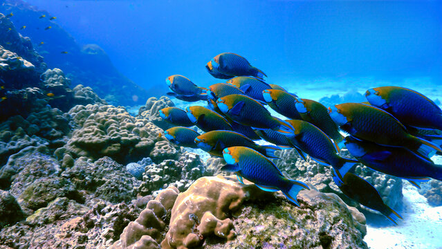 Underwater photo of school of Parrot fish at a coral reef