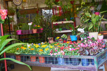 Blumenladen oder Gartencenter mit Blumen Sortiment