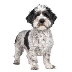 Cute little mixed breed Boomer dog, standing facing front. Looking towards camera with droopy brown eyes. Isolated cutout on transparent background. Mouth closed.