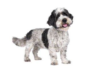 Cute little mixed breed Boomer dog, standing side ways. Looking up and away from camera with sweet brown eyes. Isolated cutout on transparent background.. Mouth slightly open, showing tongue,