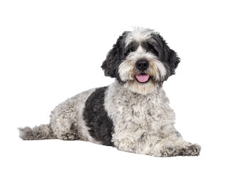 Cute little mixed breed Boomer dog, laying down side ways. Looking towards camera with friendly brown eyes. Isolated cutout on transparent background.. Mouth slightly open, showing tongue,