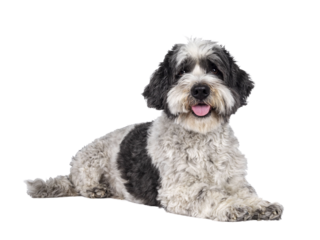 Cute little mixed breed Boomer dog, laying down side ways. Looking towards camera with friendly brown eyes. Isolated cutout on transparent background.. Mouth slightly open, showing tongue,