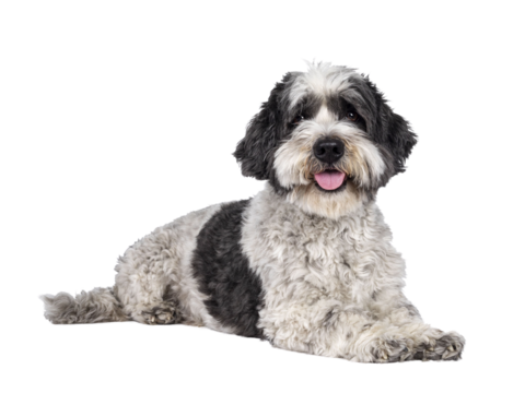 Cute little mixed breed Boomer dog, laying down side ways. Looking towards camera with friendly brown eyes. Isolated cutout on transparent background.. Mouth slightly open, showing tongue,
