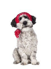 Adorable little mixed breed Boomer dog, sitting up facing front wearing red scarf around head. Looking straight to camera with friendly brown eyes. Isolated cutout on transparent background. Mouth clo