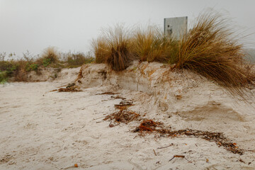 Affects of plants against beach erosion