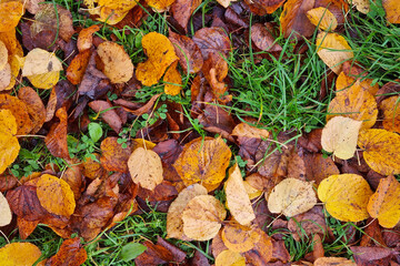 Fallen yellow leaves on the ground. The background of autumn.