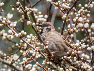 Close-up shot of the fluffy Eurasian tree sparrow (Passer montanus) sitting on a branch among fruit tree blossoms in spring