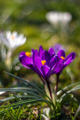 crocus - one of the first spring flowers in the garden